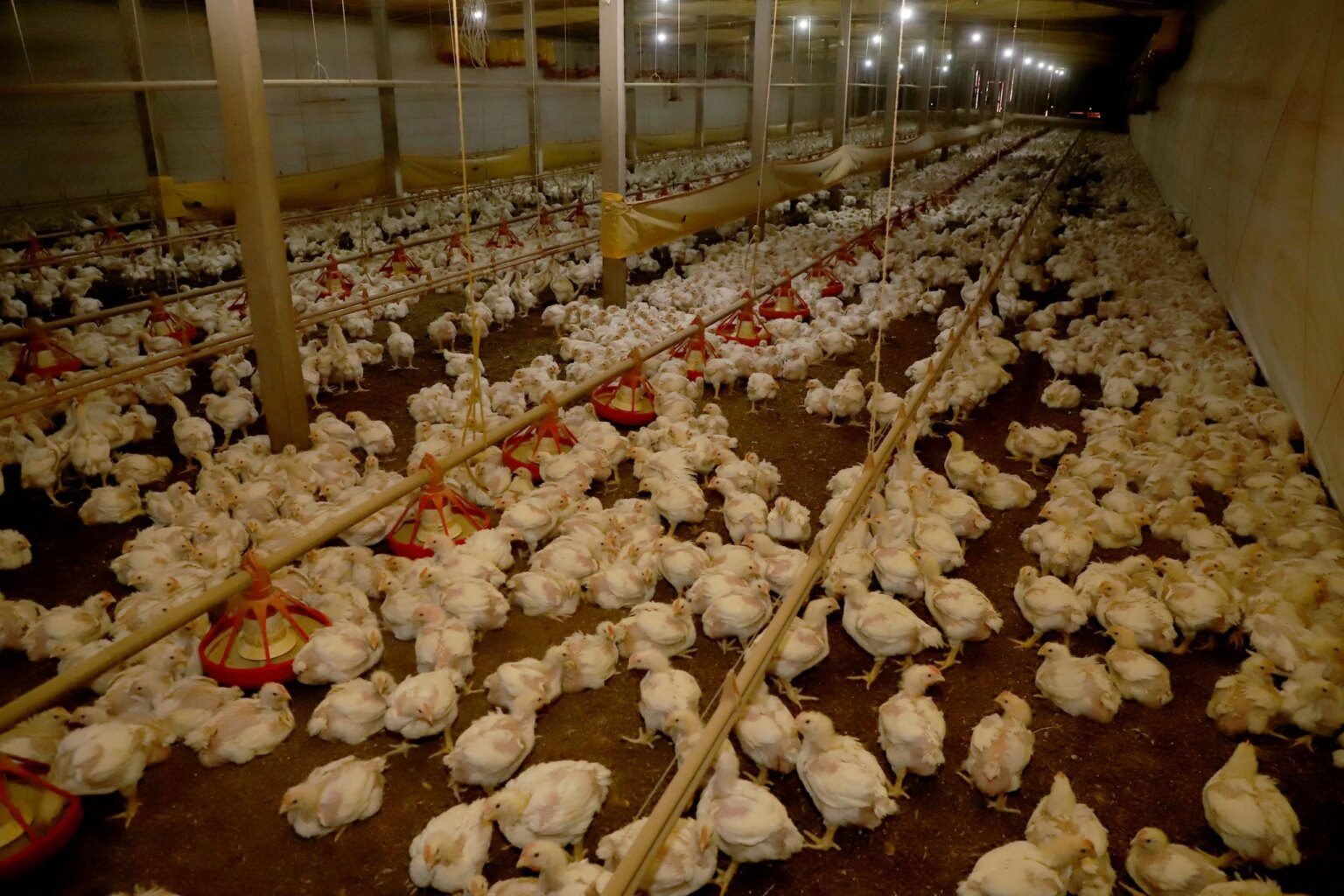 Paraná e Seara anunciam R$ 475 milhões para cadeia produtiva do frango