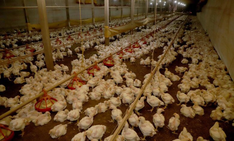 Paraná e Seara anunciam R$ 475 milhões para cadeia produtiva do frango