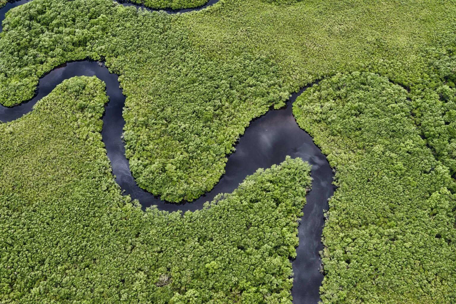 Paraná reduz desmatamento em 93,7% entre 2021 e 2024, aponta MapBiomas