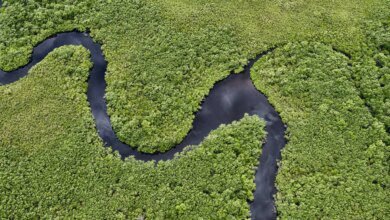 Paraná reduz desmatamento em 93,7% entre 2021 e 2024, aponta MapBiomas