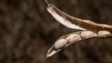 Descubra como os preços do soja mudaram em novembro e as razões por trás das quedas nas cotações do feijão - Foto: Wenderson Araújo/Trilux/CNA
