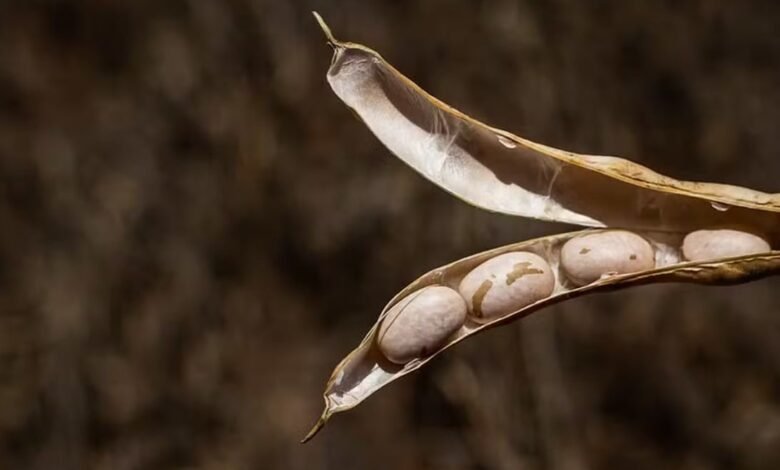 Descubra como os preços do soja mudaram em novembro e as razões por trás das quedas nas cotações do feijão - Foto: Wenderson Araújo/Trilux/CNA