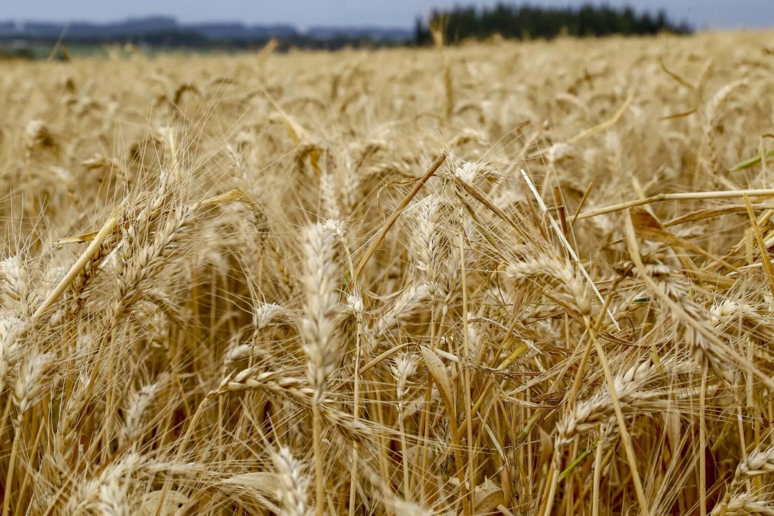 Produção agropecuária do Paraná deve ultrapassar R$ 200 bi em 2025 Valor da produção agropecuária do Paraná deve superar R$ 200 bi em 2025