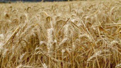 Valor da produção agropecuária do Paraná deve superar R$ 200 bi em 2025