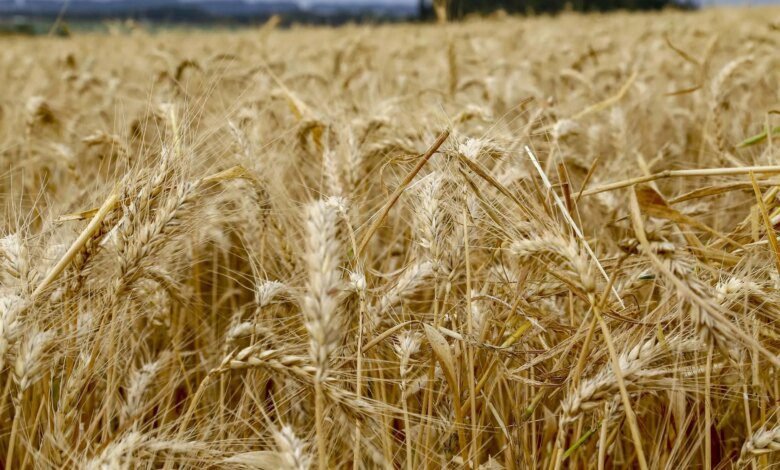 Valor da produção agropecuária do Paraná deve superar R$ 200 bi em 2025