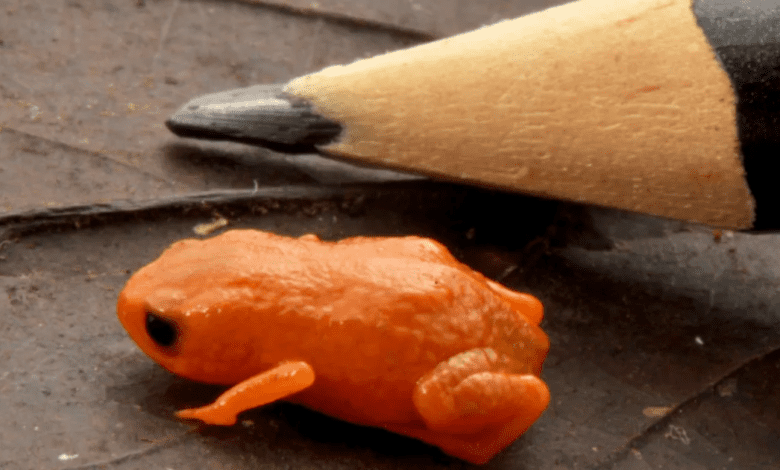 Sapo minúsculo é encontrado em montanha entre Paraná e SC