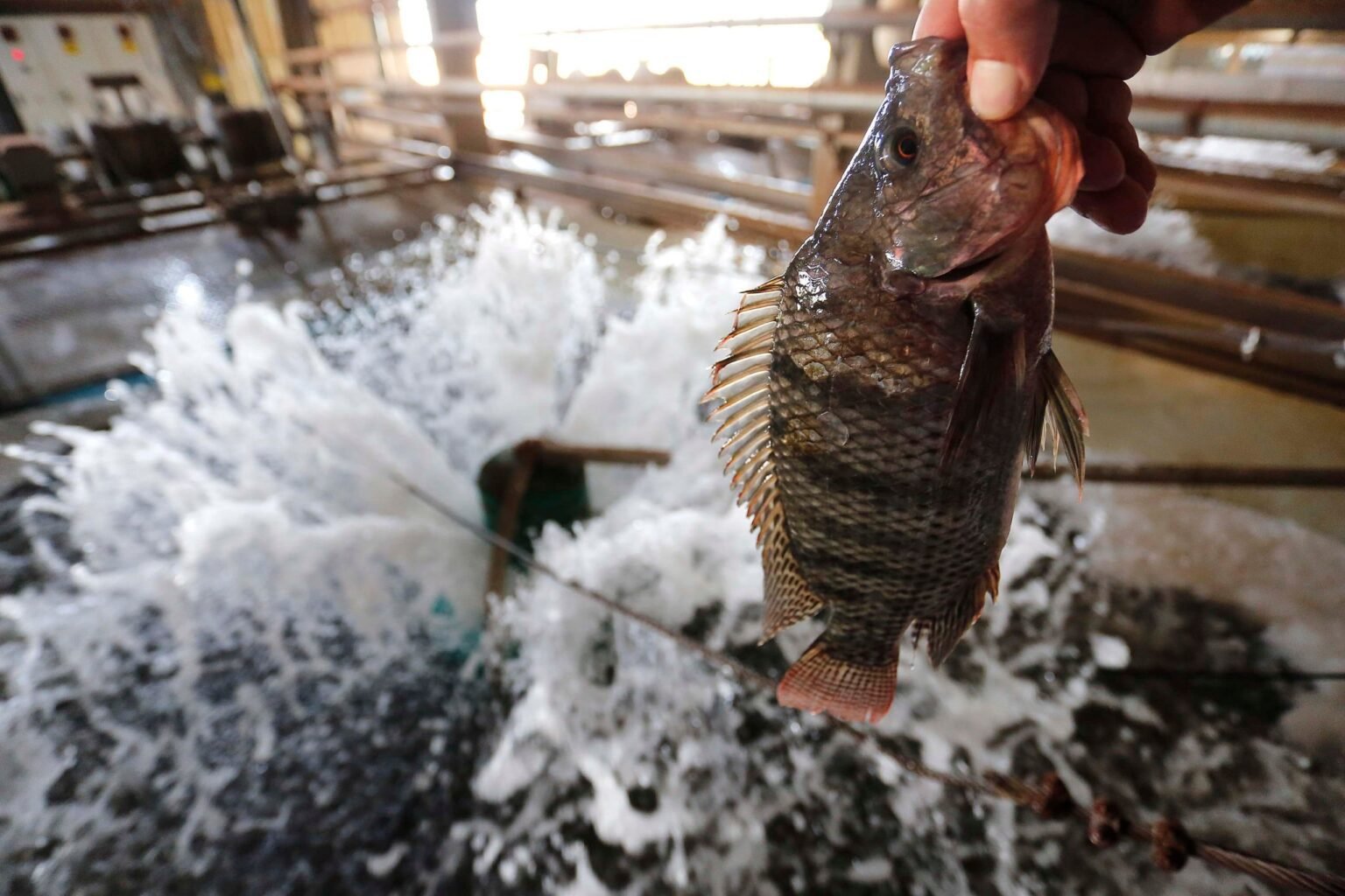 Tilápia responde por 68% da produção de peixes no Brasil Tilápia representa 68% da piscicultura nacional