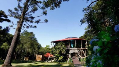 Vereadora de Curitiba pede tombamento do Bosque da Copel, no Bigorrilho