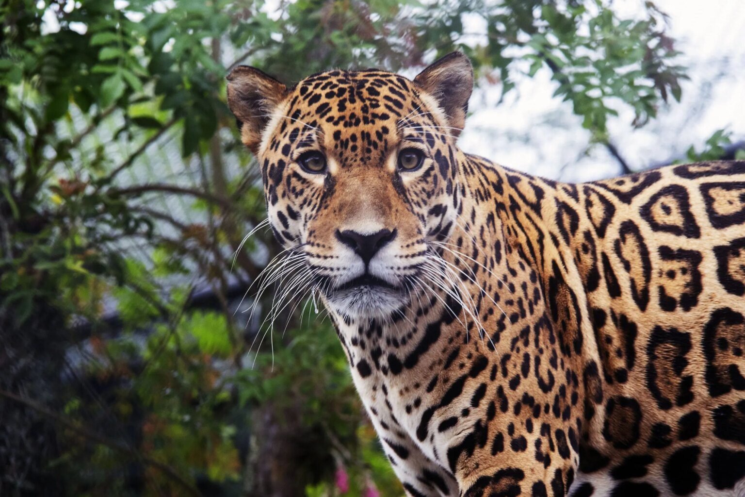 Zoo de Curitiba recebe onça-pintada macho para programa de reprodução