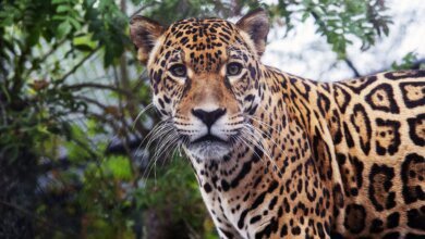 Zoo de Curitiba recebe onça-pintada macho para programa de reprodução