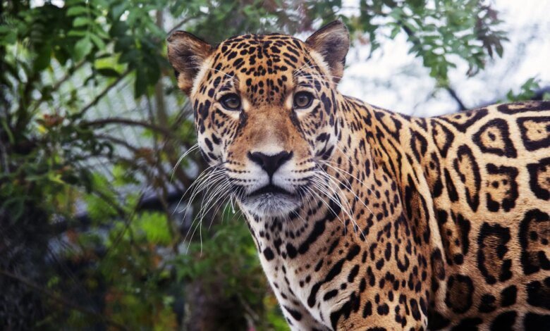 Zoo de Curitiba recebe onça-pintada macho para programa de reprodução